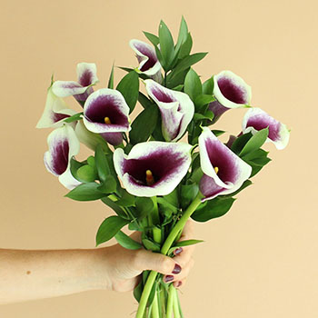 Picasso Mini Callas Centerpieces